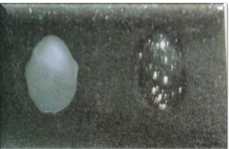 3)凝固酶試驗(yàn)圖片