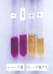 4)碳水化合物氧化和發(fā)酵圖片